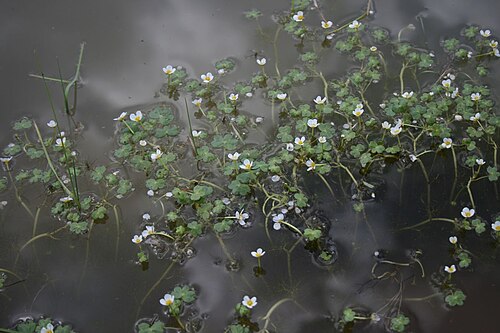 Pond water-crowfoot: Ranunculus peltatus s.lat., Hahnenfußgewächse (Ranunculaceae) - Türkei/Türkiye/Turkey: Prov. Bolu/Bolu ili, Köroğlu Dağları, an der Straße ca. 4,5 km WNW Karakö