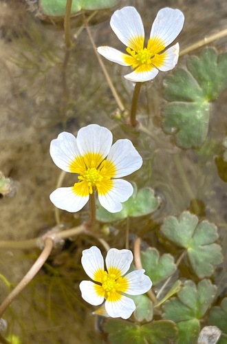 Pond water-crowfoot (Ranunculus peltatus)