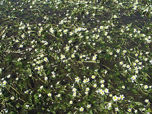 Pond water-crowfoot: Ranunculus peltatus Schrank subsp. peltatus. La Torre (Ávila), España.