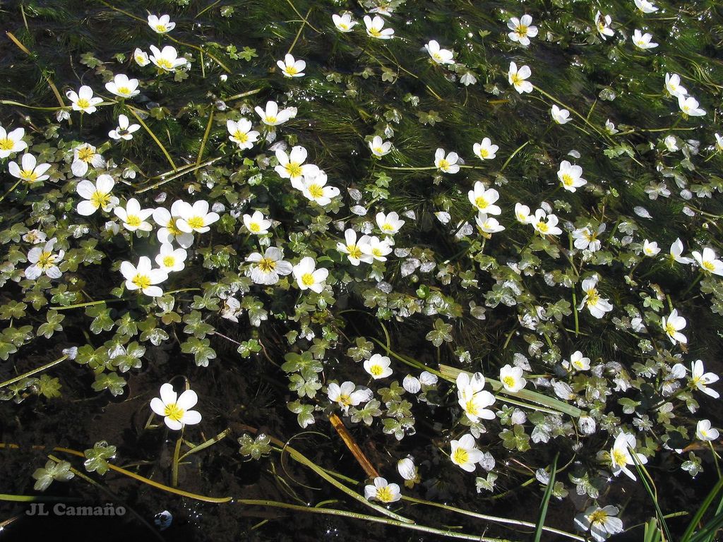 Pond water-crowfoot (Ranunculus peltatus)