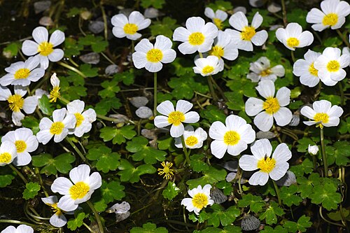 Pond water-crowfoot: Flowering plants of Ranunculus peltatus (Ranunculaceae).