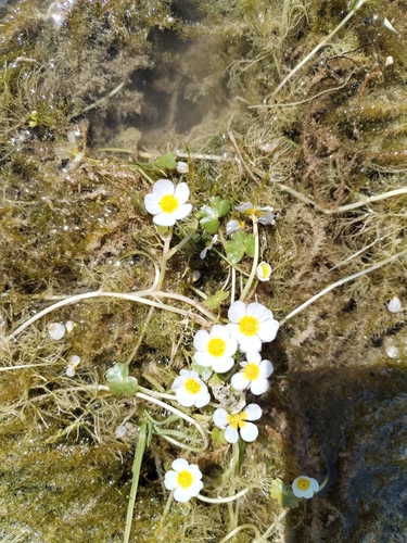 Pond water-crowfoot (Ranunculus peltatus)