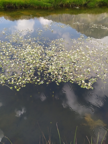 Pond water-crowfoot (Ranunculus peltatus)