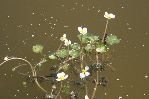 Pond water-crowfoot (Ranunculus peltatus)