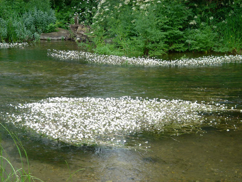 Pond water-crowfoot: Ranunculus peltatus