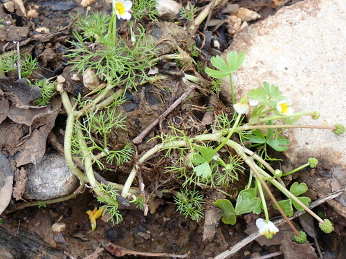 Pond water-crowfoot (Ranunculus peltatus)