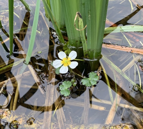 Pond water-crowfoot (Ranunculus peltatus)