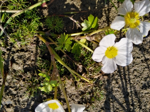 Pond water-crowfoot (Ranunculus peltatus)