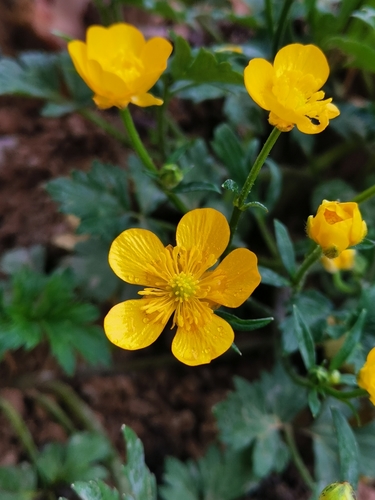 Creeping buttercup (Ranunculus repens)