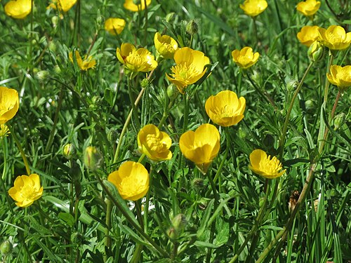 Creeping buttercup: Kriechender Hahnenfuß ( Ranunculus repens ) am Staden in Saarbrücken