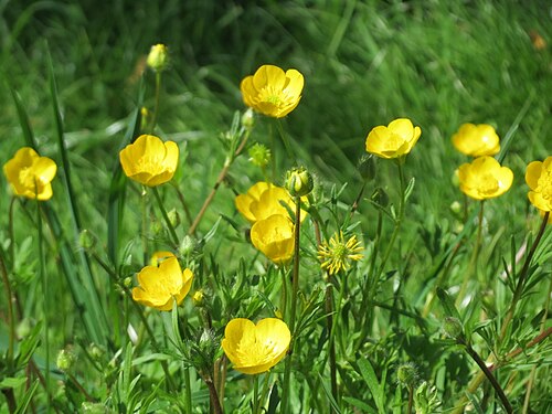 Creeping buttercup: Kriechender Hahnenfuß ( Ranunculus repens ) am Staden in Saarbrücken
