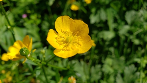Creeping buttercup (Ranunculus repens)