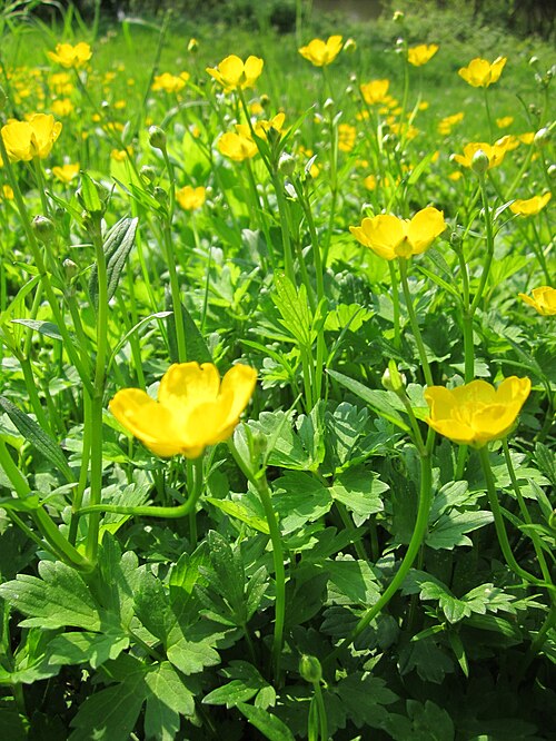 Creeping buttercup: Kriechender Hahnenfuß ( Ranunculus repens ) am Staden in Saarbrücken