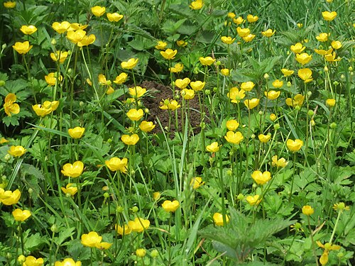 Creeping buttercup: Kriechender Hahnenfuß ( Ranunculus repens ) an der Saar in Saarbrücken