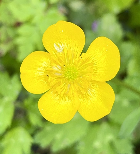 Creeping buttercup (Ranunculus repens)