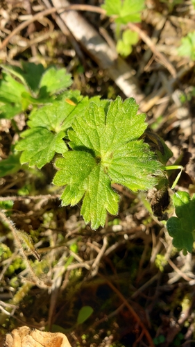 Creeping buttercup (Ranunculus repens)