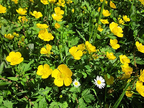 Creeping buttercup: Kriechender Hahnenfuß ( Ranunculus repens ) am Staden in Saarbrücken