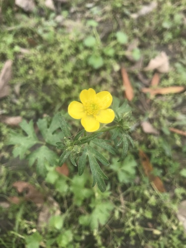 Creeping buttercup (Ranunculus repens)
