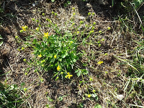 Hairy buttercup: Habitus Taxonym: Ranunculus sardous subsp. sardous ss Fischer et al. EfÖLS 2008 ISBN 978-3-85474-187-9 Location: Jedleseer Friedhof, Vienna-Floridsdorf - ca. 16