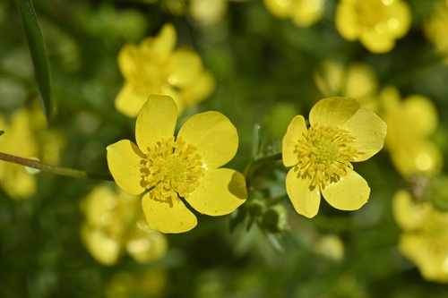 Hairy buttercup (Ranunculus sardous)