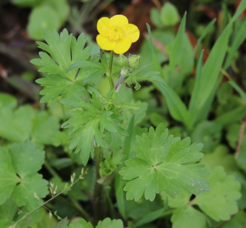 Hairy buttercup (Ranunculus sardous)
