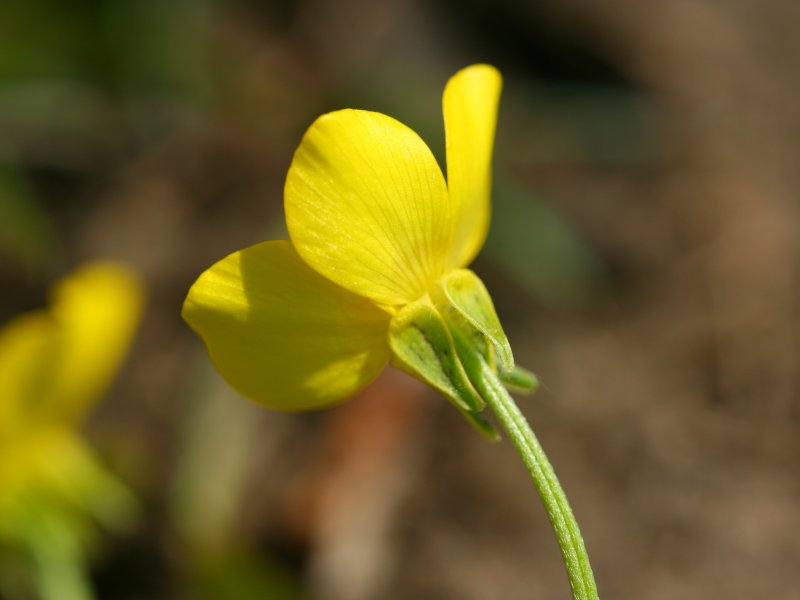 Hairy buttercup: Rauher Hehnenfuß ( Ranunculus sardous ), Detail der Blüte