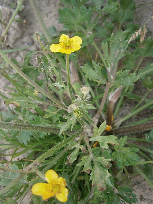 Hairy buttercup: Ranunculus sardous close-up