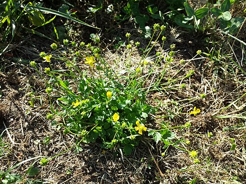 Hairy buttercup: Habitus Taxonym: Ranunculus sardous subsp. sardous ss Fischer et al. EfÖLS 2008 ISBN 978-3-85474-187-9 Location: Jedleseer Friedhof, Vienna-Floridsdorf - ca. 16