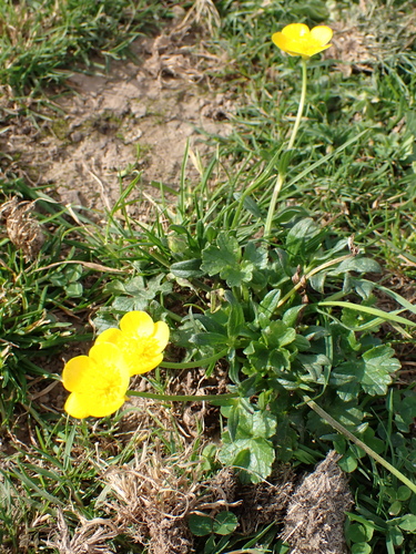 Hairy buttercup (Ranunculus sardous)