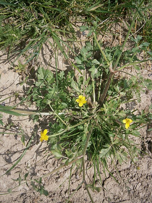 Hairy buttercup: Ranunculus sardous