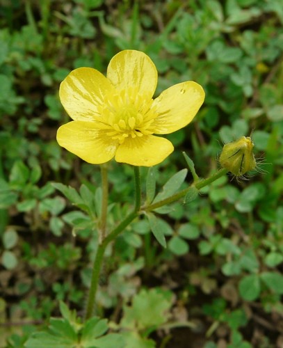 Hairy buttercup (Ranunculus sardous)