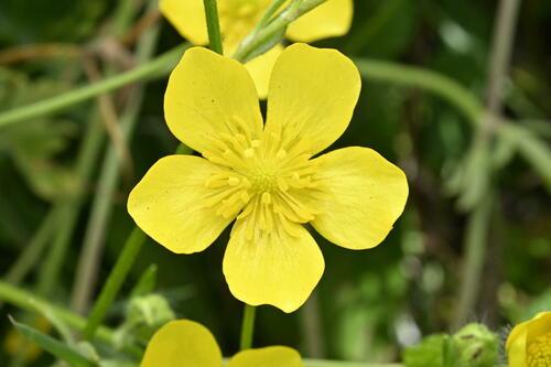 Hairy buttercup (Ranunculus sardous)