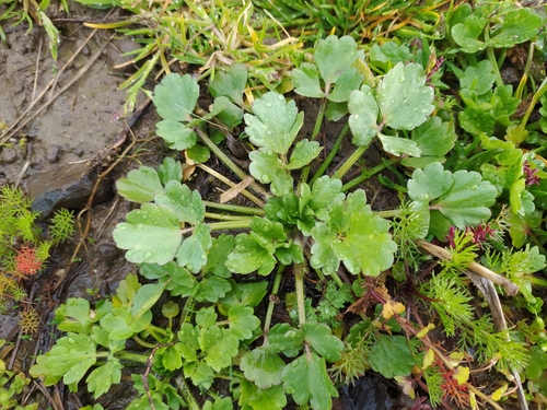 Hairy buttercup (Ranunculus sardous)