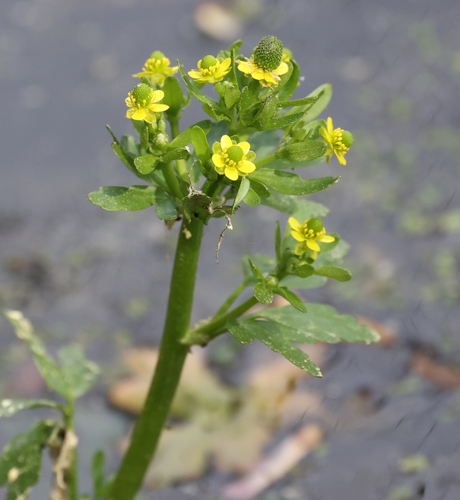 Cursed buttercup (Ranunculus sceleratus)