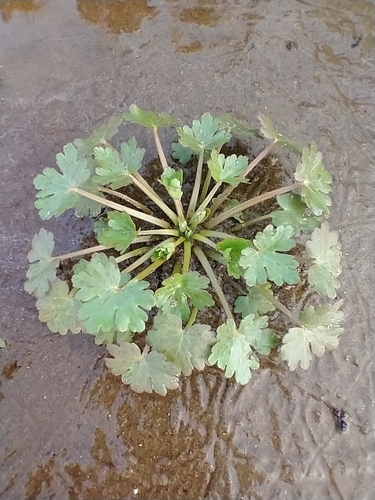 Cursed buttercup (Ranunculus sceleratus)