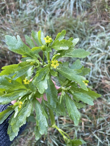 Cursed buttercup (Ranunculus sceleratus)