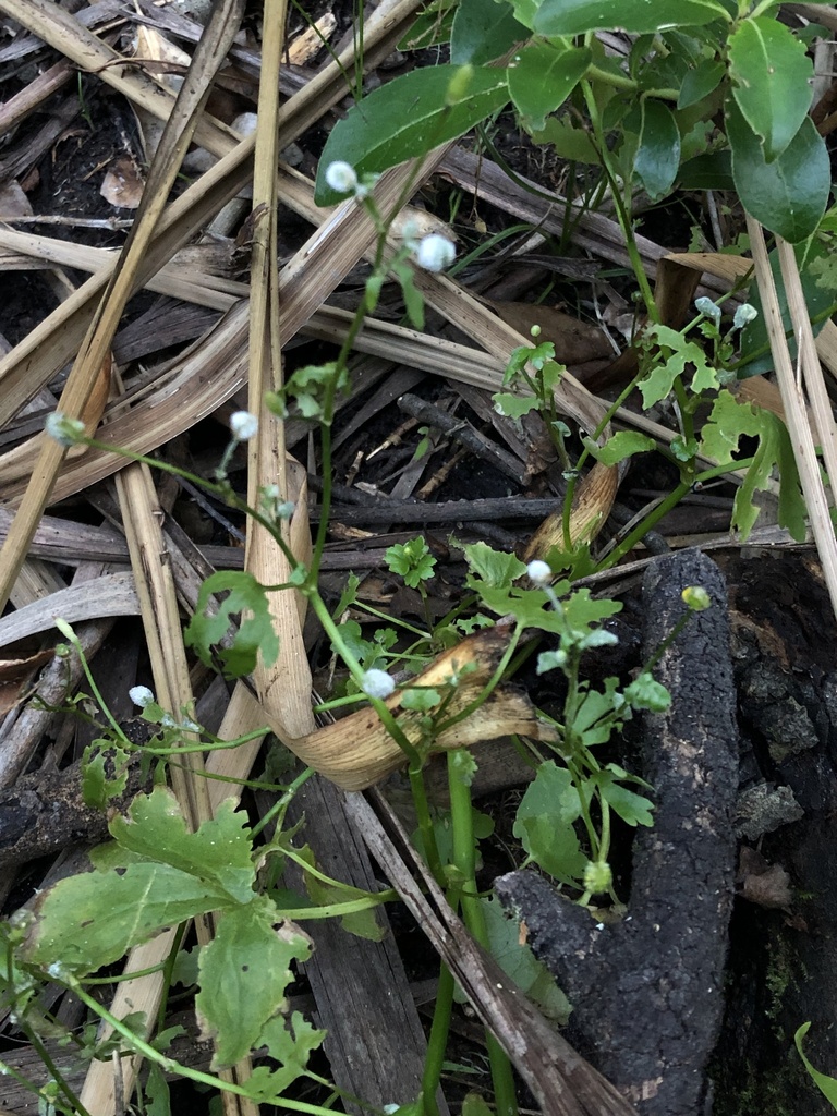 Cursed buttercup (Ranunculus sceleratus)