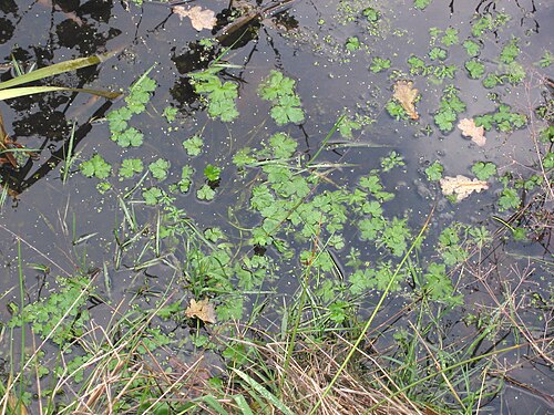 Cursed buttercup: Ranunculus sceleratus