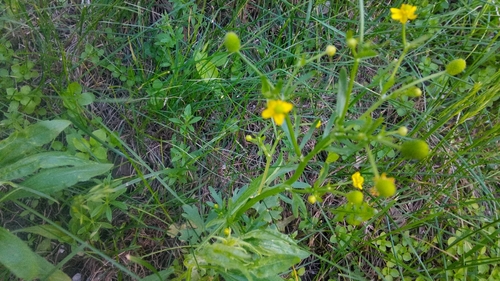 Cursed buttercup (Ranunculus sceleratus)