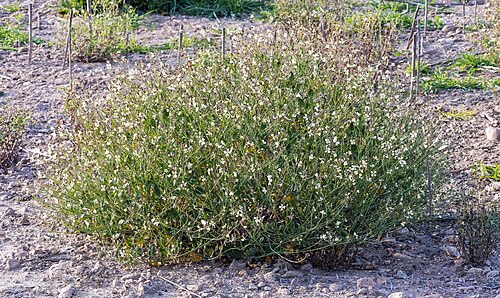 Wild radish: Wild radish or Jointed Charlock - habit