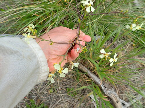 Wild radish (Raphanus raphanistrum)