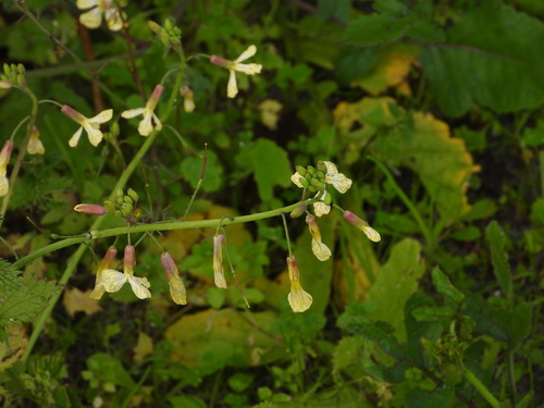 Wild radish (Raphanus raphanistrum)