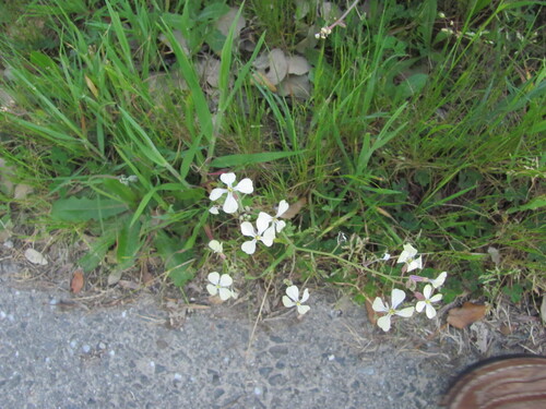 Wild radish (Raphanus raphanistrum)
