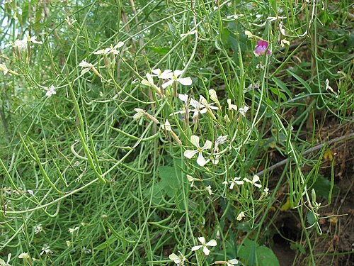 Wild radish: Raphanus raphanistrum . Moinhos da Rocha