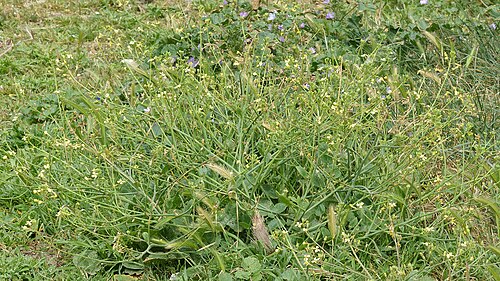Wild radish: Jointed Charlock ( Raphanus raphanistrum ) in Santa Margalida, Spain.