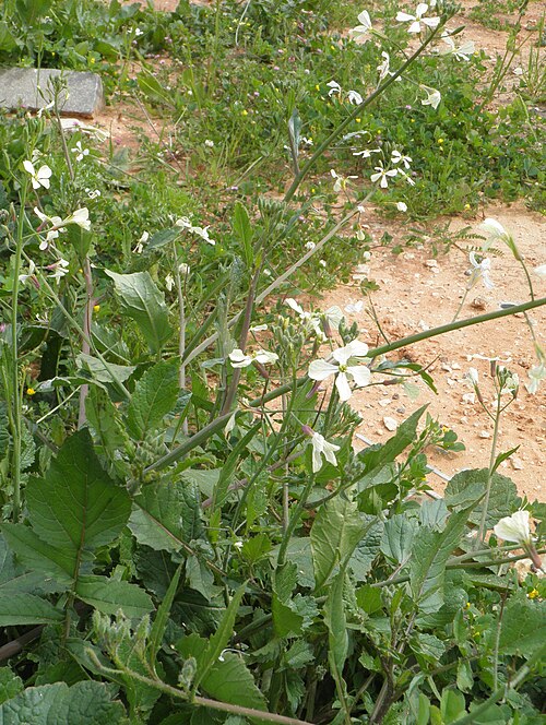 Wild radish: צנון מצוי