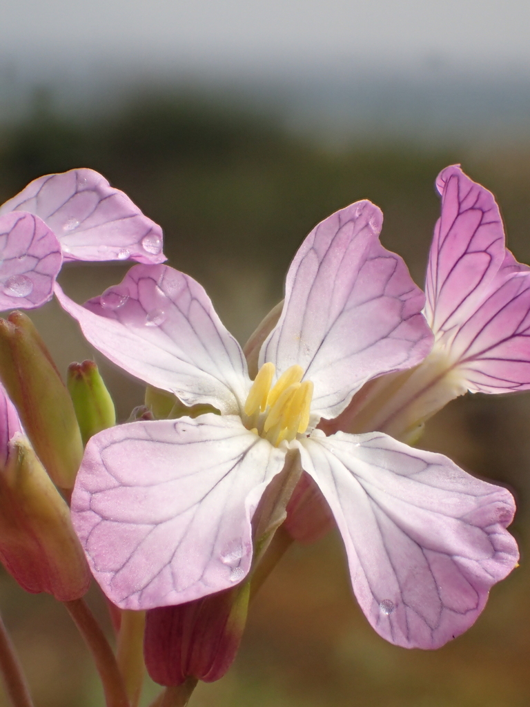Wild radish (Raphanus raphanistrum)