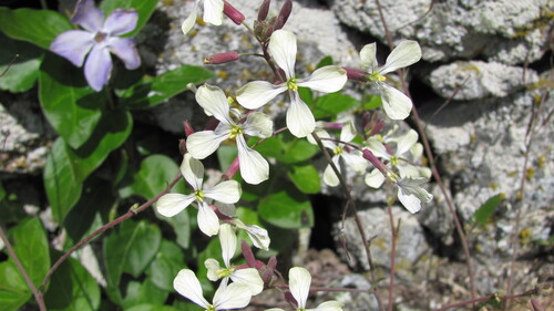 Wild radish (Raphanus raphanistrum)