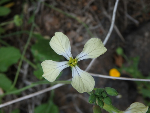 Wild radish (Raphanus raphanistrum)