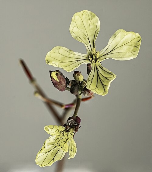 Wild radish: Wild radish or Jointed Charlock - flowers